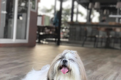 Goofy tiene cuentas de Instagram y Facebook donde se promueve el cuidado animal.