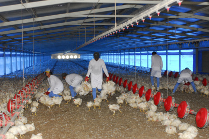 La Corporación de Avicultores sostiene que 764.767 pollos diarios producen todas las empresas del Ecuador. Es una de las industrias con mayor tecnología a nivel nacional.