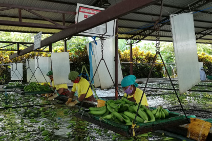 La pandemia no arrasó con el banano.