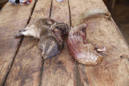 LAGOS. Un pangolin y otros animales salvajes en un mercado húmedo en la capital de Nigeria. Durante siglos la vida silvestre se intercambia por alimentos.