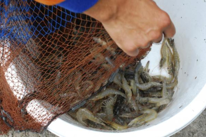 El camarón fue en 2019 el principal producto de exportación.