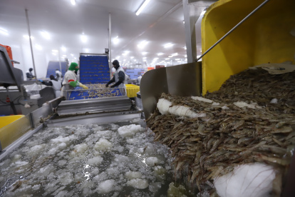 China es el principal consumidor del camarón ecuatoriano.