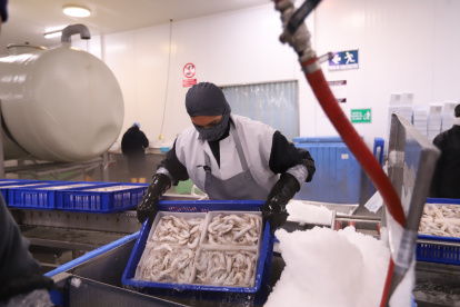 Exportadora de camarones rechaza la decisión de China, de no recibir su producto.