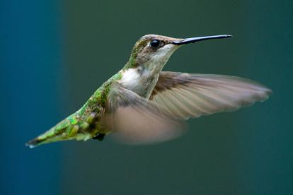 Un tipo de colibrí puede contar para dar con la mejor flor.