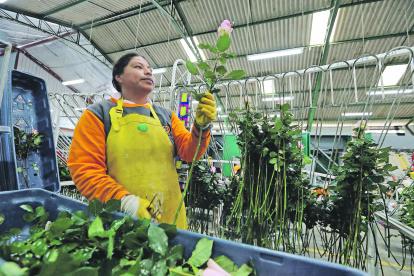 De acuerdo con datos de la Federación de Exportadores del Ecuador, las flores constituyen uno de los cinco productos principales no petroleros de exportación de Ecuador.