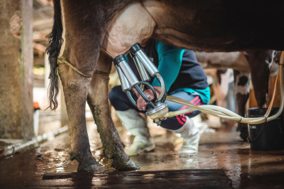 De enero a junio de este año, la producción de leche alcanzó los 3,3 millones de litros diarios.