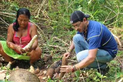 Chacra. Juan Aniceto junto a Dina Payaguaje, cosechando yuca en una de las chacras de la comunidad Secoya Remolino