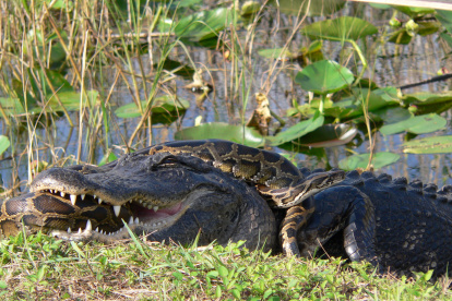 Un lagarto americano atacando una pitón de Birmania.