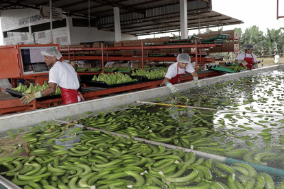Reybanpac es la segunda exportadora de banano más importante.