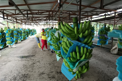 Los productores trabajaron durante la pandemia.