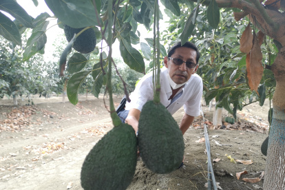 Andrés Villamil espera que en el 2021 la producción de aguacate despunte sustancialmente.