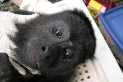 En febrero de 2016 hubo la muerte de 44 monos aulladores.