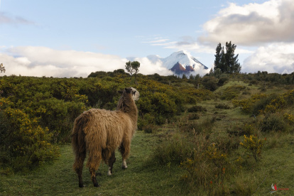 Foto de Yinna Higuera, presidenta de la Asociación de Fotógrafos del Ecuador.