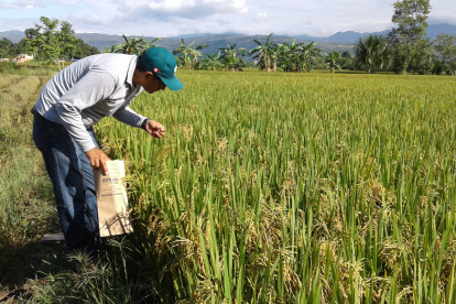 En el Centro de Investigación Nacional del Arroz se reconoce que dos temas pendientes son la investigación en temas de la genética de las semillas y la urgencia de mecanizar los suelos.