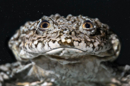 La rana gigante es el anfibio acuático más grande del mundo.