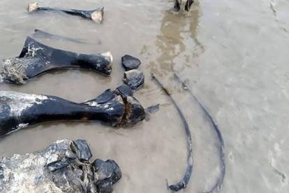 Los científicos extrajeron parte de los fósiles de mamut.