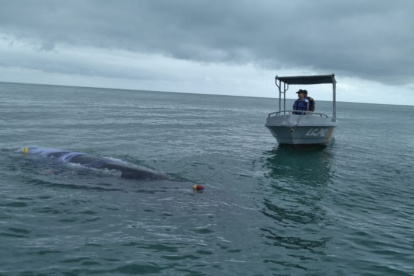 Rescataron una ballena jorobada, de 8 metros de largo, enredada en mallas de pesca.