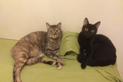 Noche y Gorda son parte de los gatos rescatados que viven en la casa de Carola Ortiz.