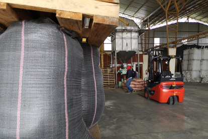 La semilla se produce en la planta de Semimor.