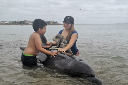 Hecho. Instante en el que Lucas, junto a sus dueños, intentaba ayudar al delfín.