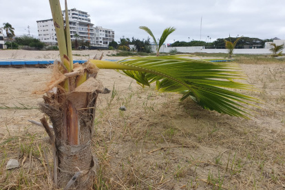 Hecho. Así permanecen las palmeras. Hasta la noche del domingo, no se reportó ningún incidente.