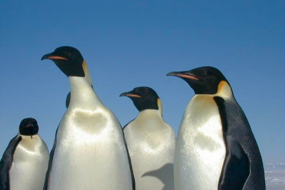El aumento de colonias aumenta la tasa de población de pingüinos Emperador en un 5 a 10%.