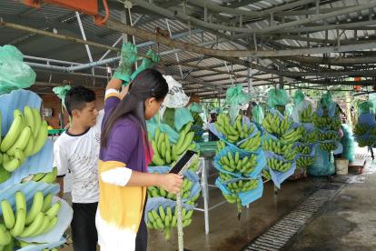 En los últimos años el precio promedio la fruta en el mercado spot ha sido mayor al valor oficial de la caja (contrato).