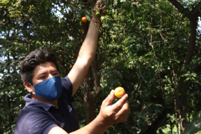 Reservas.  En el Jardín Botánico se ha venido sembrando y cultivando estas especies frutales desde hace 40 años.