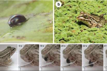 Regimbartia attenuata tiene una técnica para escapar de la muerte un poco peculiar.