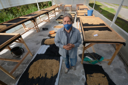 Cultivo. Hace cinco años, Vilma Peñaherrera dejó la producción de leche por la de café. Cultiva granos orgánicos de tres especialidades en el sector de Nanegalito.