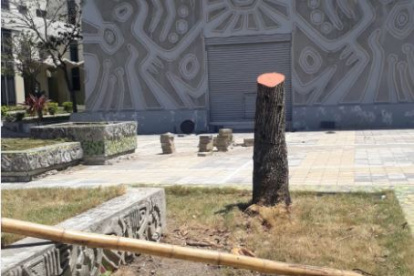 Así lucen los árboles de la Facultad de Arquitectura hoy.