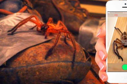 Los creadores de Critterpedia esperan salvar vidas y educar con esta app.