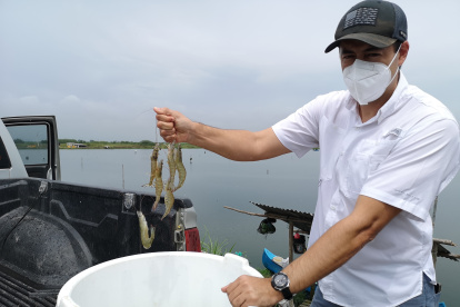 Ecuador sigue exportando camarón.