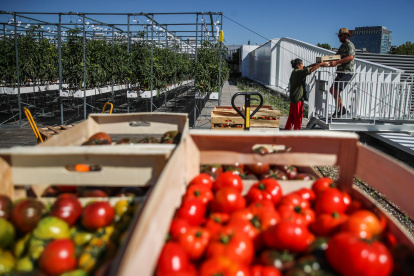 PARIS. Dos trabajadores mueven cajas de tomates en la azotea del pabellón 6 del recinto ferial de esta capital europea.