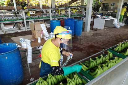 El sector bananero aumentó sus exportaciones tanto en volumen como en valores.
