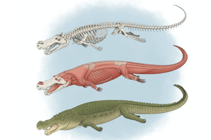 Ilustración del Deinosuchus para Journal of Vertebrate Paleontology