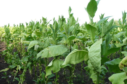 El estudio aplicado a los cultivos de tabaco se podría extender a la soja y el arroz.