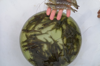 La calidad del camarón ecuatoriano es superior.