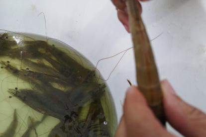 El camarón es el principal producto de exportación