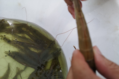 China retiró la sanción contra dos empresas.