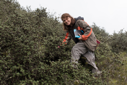 Katya Romoleroux en una investigación de campo en un bosque de la especie Polylepis, un tipo de arbusto de la zona alta andina del Ecuador.