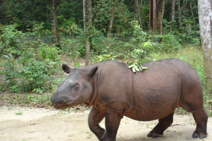 Rinoceronte de Sumatra en el Sumatran Rhino Sanctuary en Lampung, Indonesia.