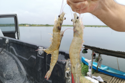 El camarón está afectado por los bajos precios.