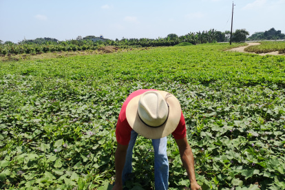 Producción. Pablo Villamar y Fernando Romero tienen conocimientos ancestrales del camote.