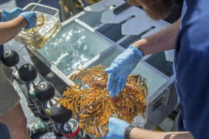 "Ahora es nuestra responsabilidad asegurarnos de que permanezca así para las generaciones venideras", asegura un de los científicos sobre el hallazgo.