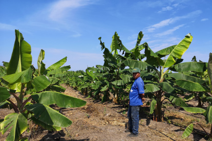 Ventas. Ecuador exporta entre 130 a 200 contenedores cada semana.