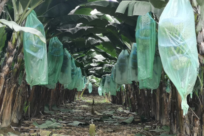 Ecuador tiene siembras nuevas y productores sin legalizar sus predios en todas las provincias.