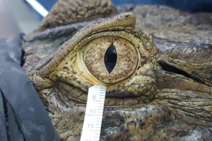 Las lágrimas de cocodrilo siguen la misma fórmula básica de las humanas: agua, moco, aceite.