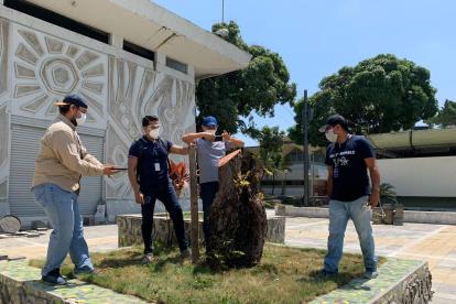 El Municipio realizó un expediente administrativo por la tala de árboles en la Universidad de Guayaquil.