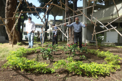 En la facultad de Arquitectura se están sembrando plantas en cuatro jardineras, para remediar el daño causado por la tala de árboles.